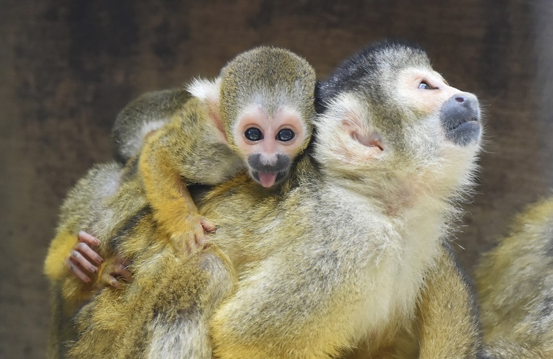 夏のベビーラッシュ到来！  伊豆シャボテン動物公園で赤ちゃんが続々誕生