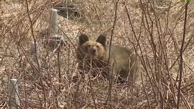 STVニュース北海道