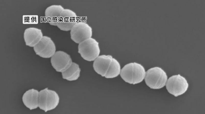 提供：国立感染症研究所