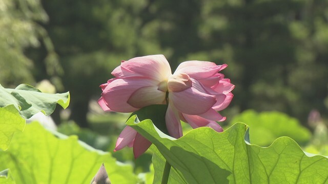 珍しいハス「双頭蓮」が高松市の栗林公園で開花