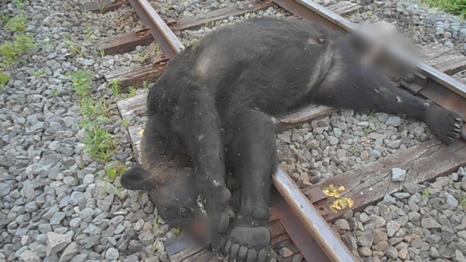 列車と衝突し死んだヒグマ（提供 根布谷昌男さん）