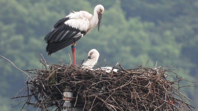 コウノトリ（まんのう町 提供）