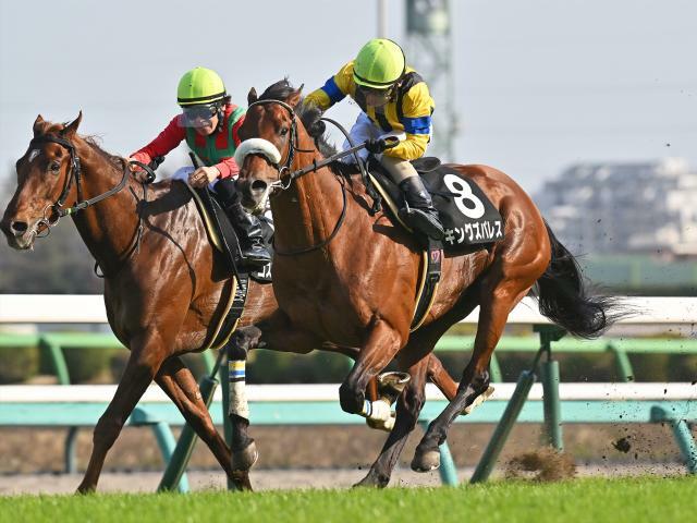 重賞初制覇狙うキングズパレスは6枠11番(撮影：小金井邦祥)