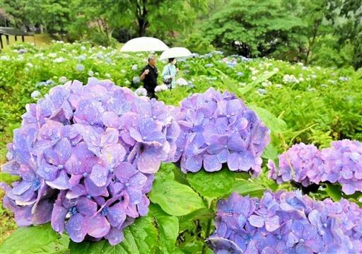 雨にぬれ涼やかなアジサイ=6月28日、福井県若狭町天徳寺の若狭瓜割名水公園