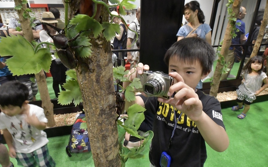 2017年の「大昆虫展in東京スカイツリータウン」で、カブトムシの写真を撮る男の子＝東京都墨田区