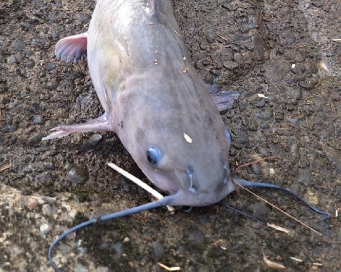 江別市で釣り上げられた通称「アメリカナマズ」（提供：木下さん）