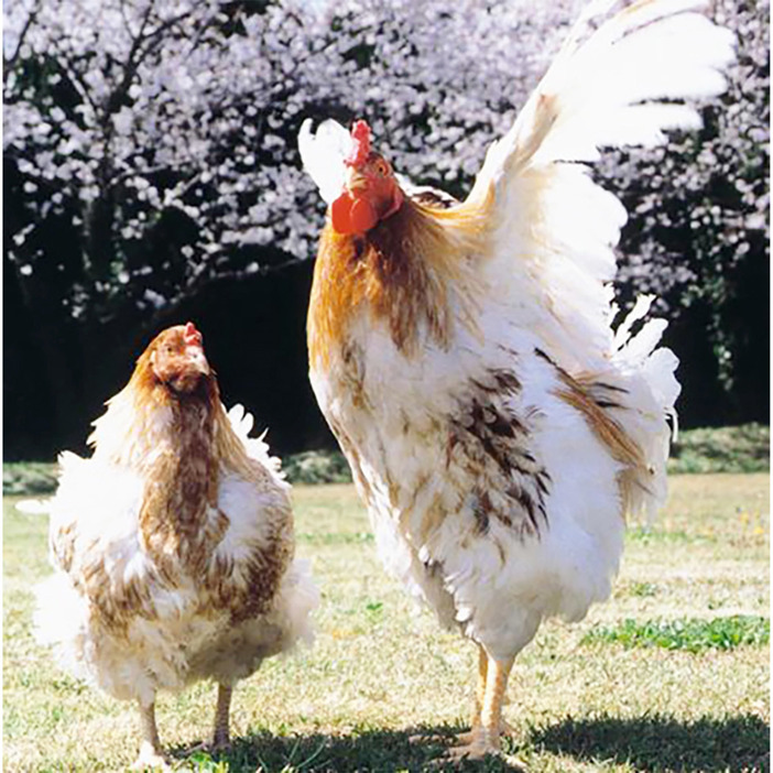 のびのびと育つ阿波尾鶏。餌には地養素を配合した飼料とオリーブ粕を使い、1平方メートルあたり10羽以下という、ゆったりとした飼育密度の中で育成される