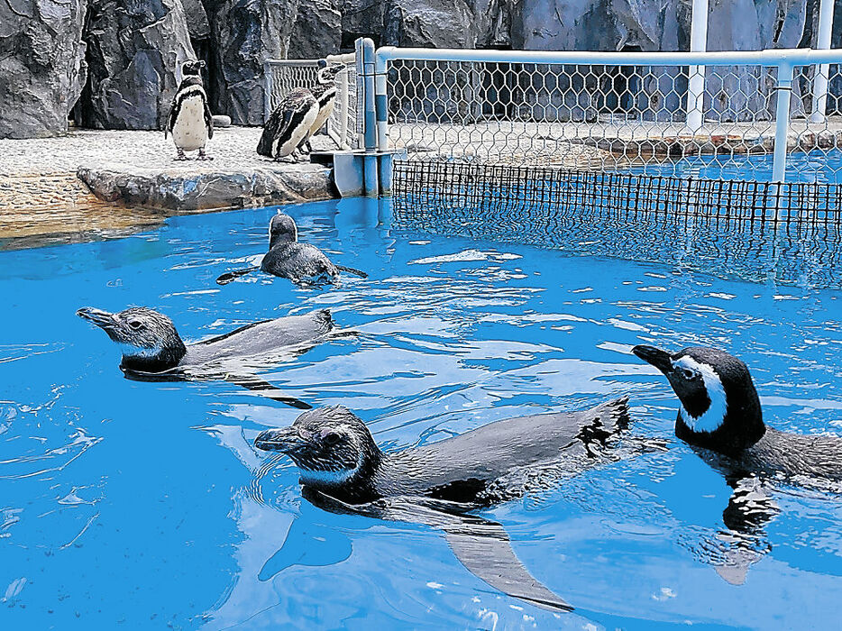 展示スペースで悠々と泳ぐマゼランペンギン＝七尾市ののとじま臨海公園水族館