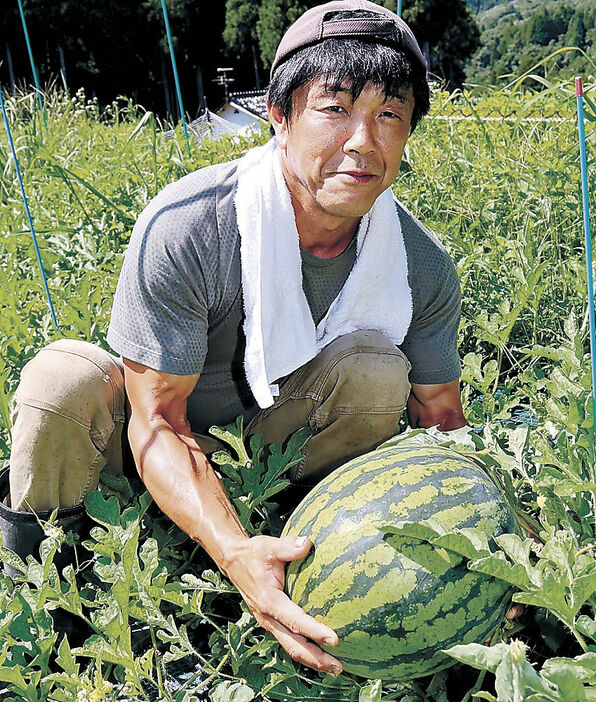 大玉に育ったすいかの出来を確認する宮木さん＝砺波市東別所