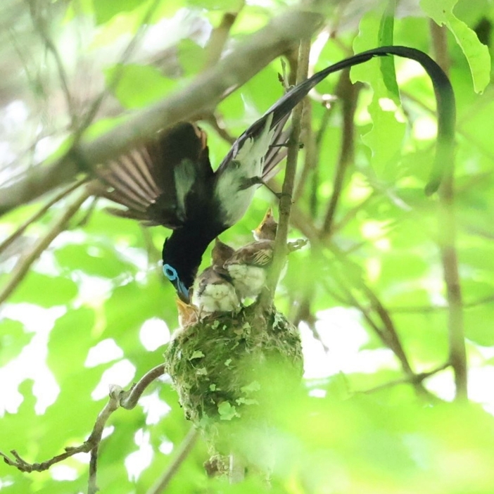 ひなに餌を与えるサンコウチョウの雄の親鳥