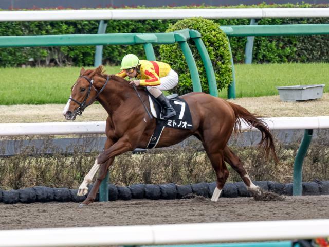 エルムSに出走予定のミトノオー(撮影：下野雄規)