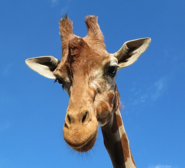 提供：広島市安佐動物公園