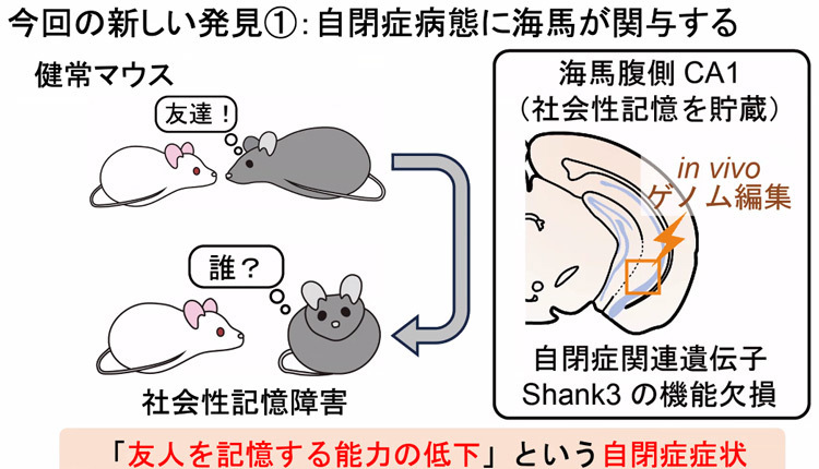 ASDに海馬の腹側CA1領域が関係することを示す研究成果の概念図（東京大学／奥山輝大准教授らの研究グループ提供）