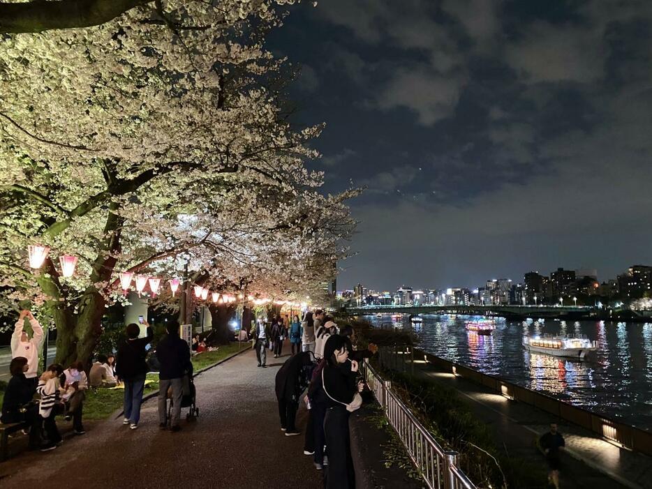 夜桜ライトアップされた隅田川の桜