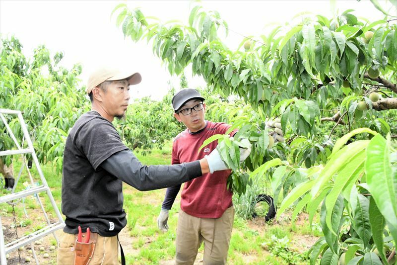 伊藤さんからモモ栽培の指導を受ける斎藤さん（左）
