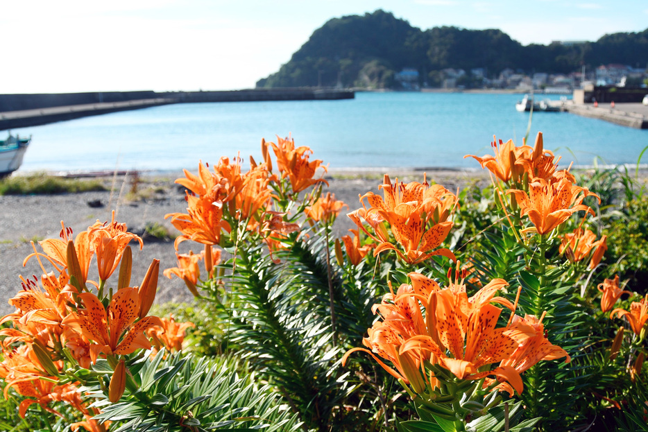 海をバックに花を咲かせるスカシユリ＝南房総