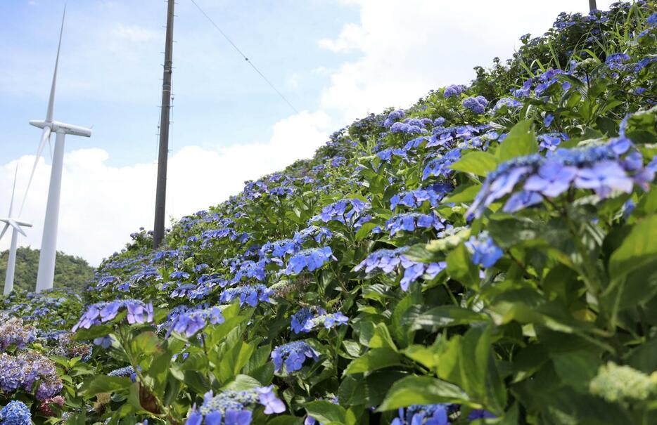 大川原高原で見頃を迎えたアジサイ＝8日、徳島県佐那河内村