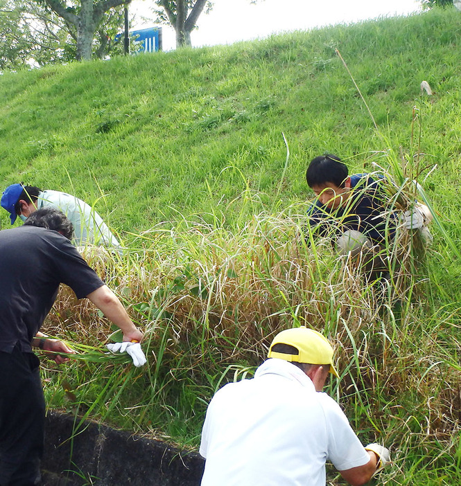 アゼオトギリの移植地で保全のための草刈りをする参加者たち＝多気町内で