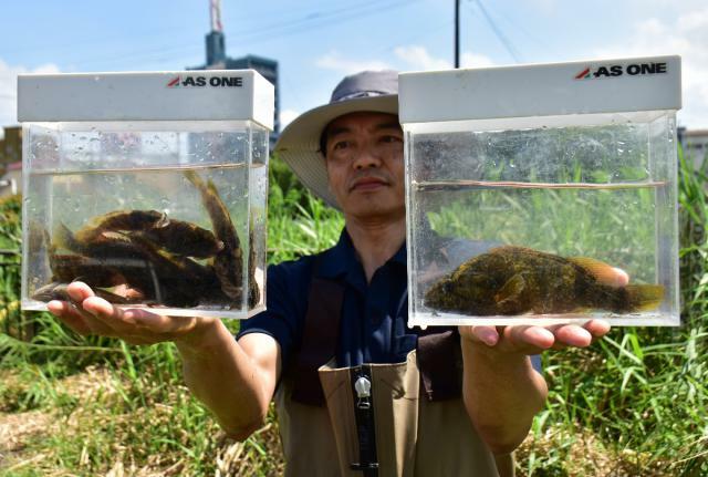 大淀川支流の年見川で捕獲したコウライオヤニラミ＝１６日午後、都城市