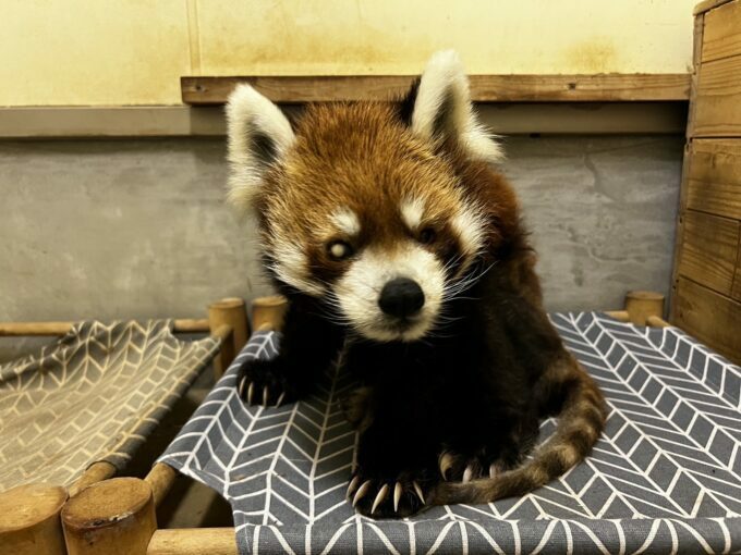 21歳の誕生日を迎えた風太(千葉市動物公園提供)