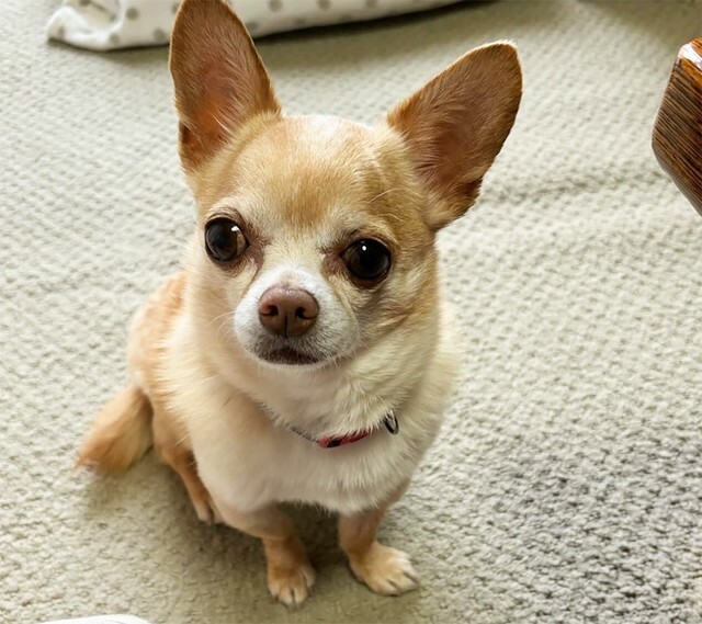 飼い主が長期入院することとなり、第二の犬生を目指すことになったチワワのガンちゃん