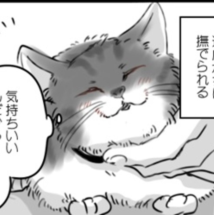 保護された野良猫の変化とは？