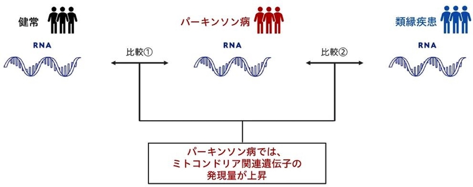 ミトコンドリア関連遺伝子のRNAが指標となる可能性(出所:花王)