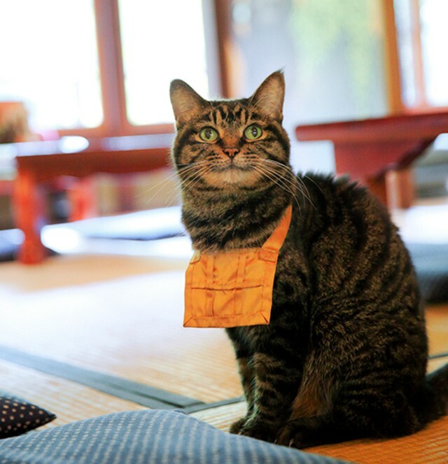 ありし日のレン。晩年は穏やかで人なつこかった（写真　ケニアドイ）