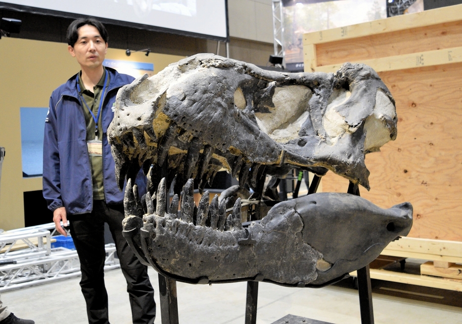 公開されたブラックビューティー＝7月5日、福井県勝山市の福井県立恐竜博物館