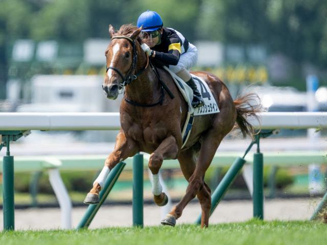 函館5R新馬戦を制したアスクシュタイン(撮影：山中博喜)