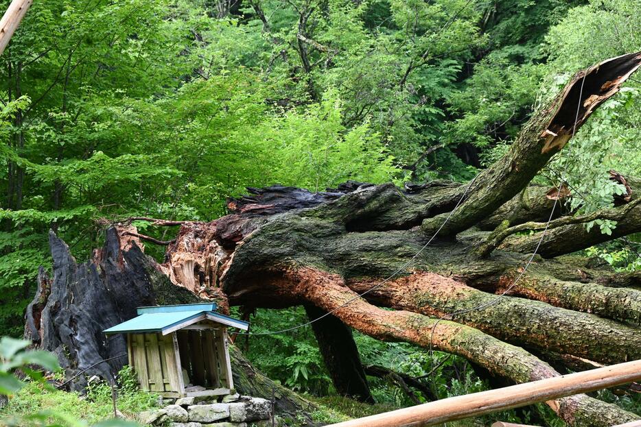 根元から折れて倒れた国天然記念物「小黒川のミズナラ」＝16日、阿智村清内路