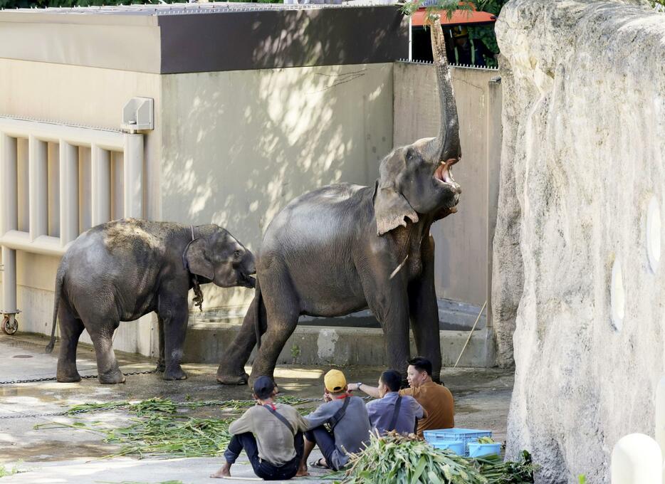 福岡市動物園に到着したアジアゾウ＝30日午後、福岡市（代表撮影）