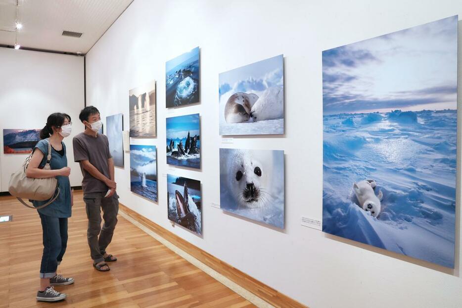 米アラスカ州に暮らす動物や先住民の暮らしなどを紹介した星野道夫さんの写真展=長岡市上の原町