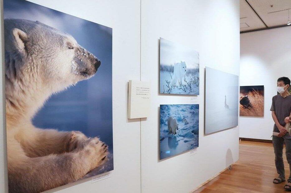 米アラスカ州に暮らす動物や先住民の暮らしなどを紹介した星野道夫さんの写真展=長岡市上の原町