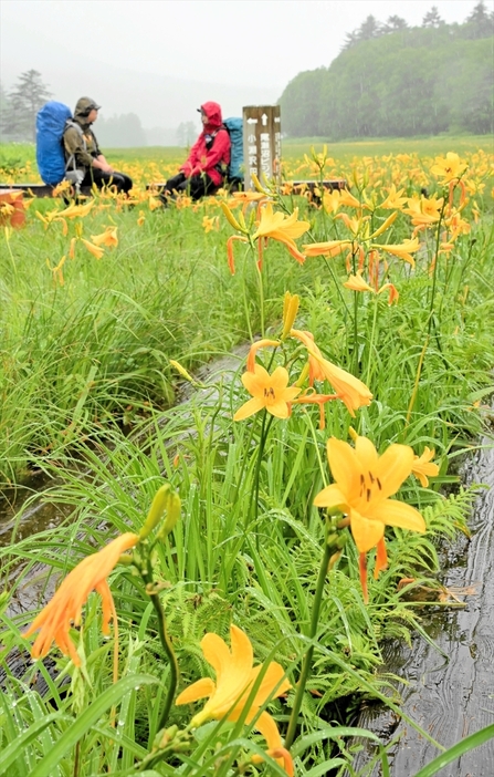 雨にぬれ、鮮やかに咲き競うニッコウキスゲ＝１６日午前、大江湿原