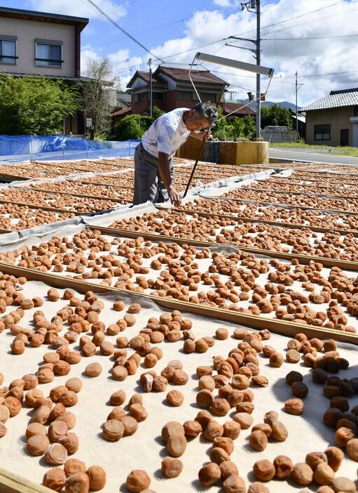 塩漬けされていた「南高梅」の天日干し作業＝23日午前、和歌山県田辺市