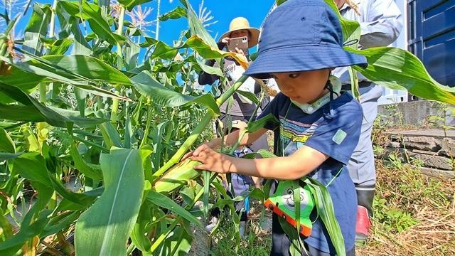 トウモロコシを摘み取る子ども