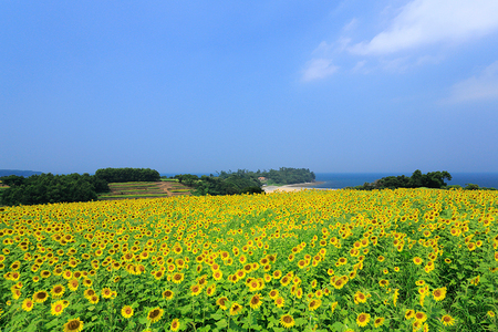 花とアートの岬 長崎鼻。