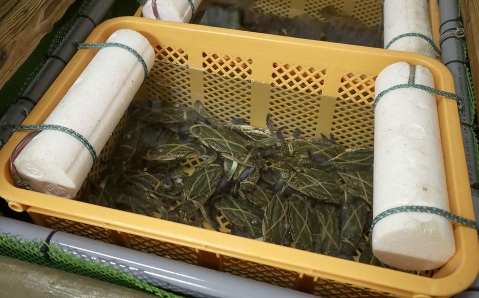 「ぶんご岬ガザミ」として出荷される、養殖された「岬ガザミ」＝4月、大分県豊後高田市