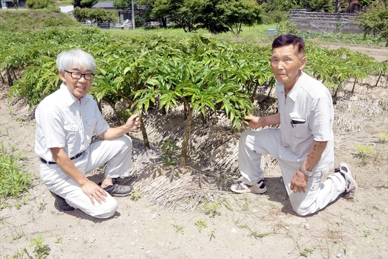 在来種コンニャクの継承に取り組んでいる片野盛好さん（右）と片野恵仁さん