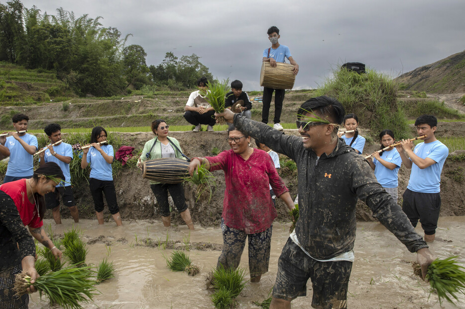 ネパールの首都カトマンズ郊外の水田で苗を手に、泥まみれで田植えの季節到来を喜ぶ農民たち。６月２９日は、ネパールでは「田植えの日」。各地でさまざまなイベントが開かれ、主食であるコメの順調な生育を祈った。