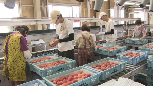 桃の選別作業の様子