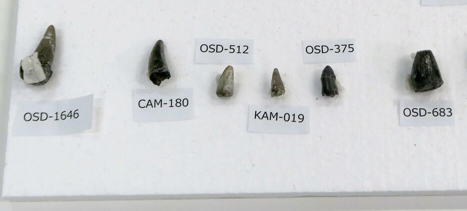 岩手県久慈市の地層から見つかったワニの歯の化石＝11日、東京都内