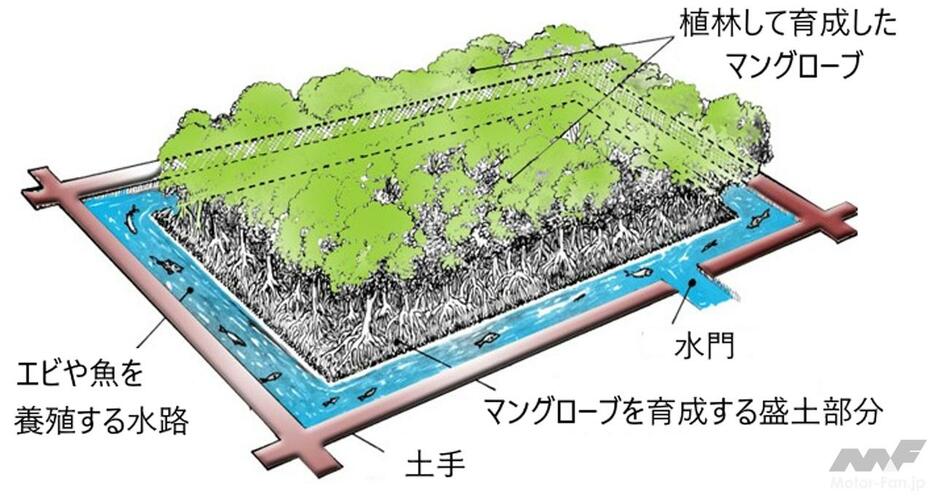 ●シルボ-フィッシャリー型植林「シルボ-フィッシャリー」を活用した森づくりとは、インドネシア共和国内にある、放棄された養殖池跡地または生産性が低下した養殖池に、マングローブを図のように中央に植林し、その周りの水路でエビや魚を養殖しながら、持...