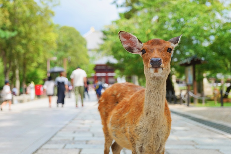 奈良公園の鹿（動画の鹿ではありません）