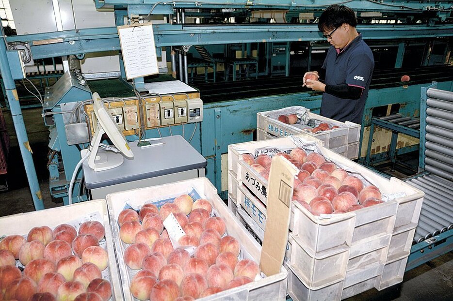 出荷に先がけ桃の色味や傷をチェックするJA職員