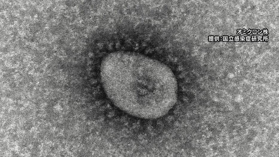 オミクロン株　提供：国立感染症研究所