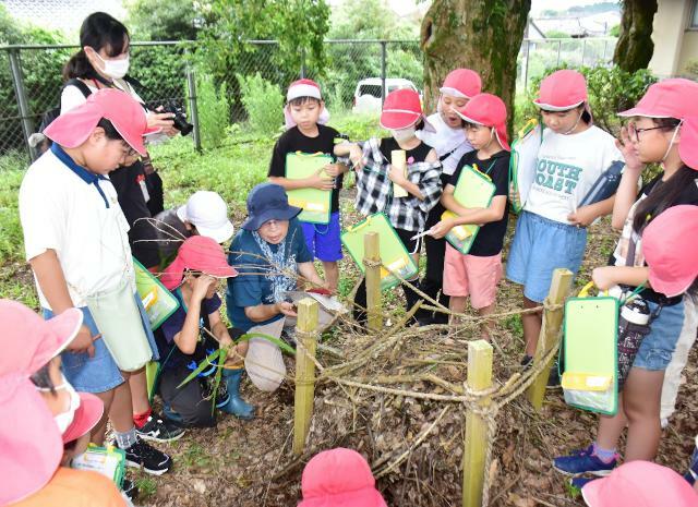 雑木林の生物を観察する庄内小の児童ら