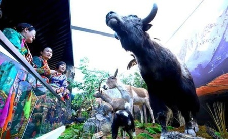 山脈に暮らす動物の展示を見学する来場者たち（提供写真）。