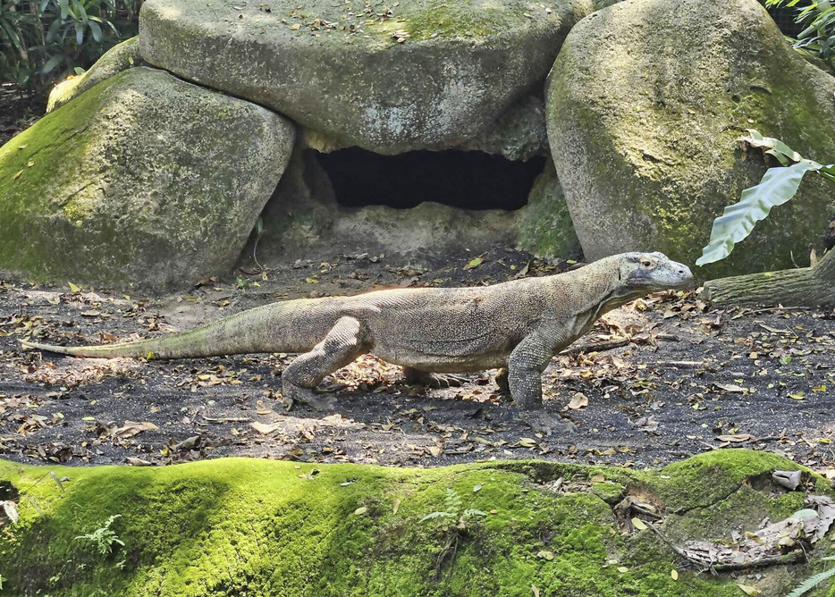 名古屋市の東山動植物園で飼育が始まるコモドオオトカゲの雄「タロウ」（シンガポール動物園提供）